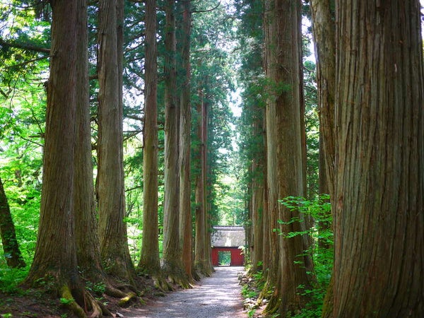 【東京駅・上野駅・大宮駅・高崎駅発】 【列車+観光】<WEB予約・カード決済限定>信州長野1DAYフリータイム 日帰り2